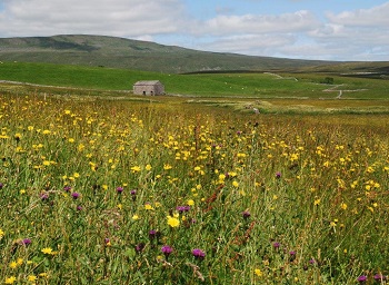 Yorkshire Dales hay time meadows project