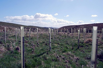 YDMT tree planting