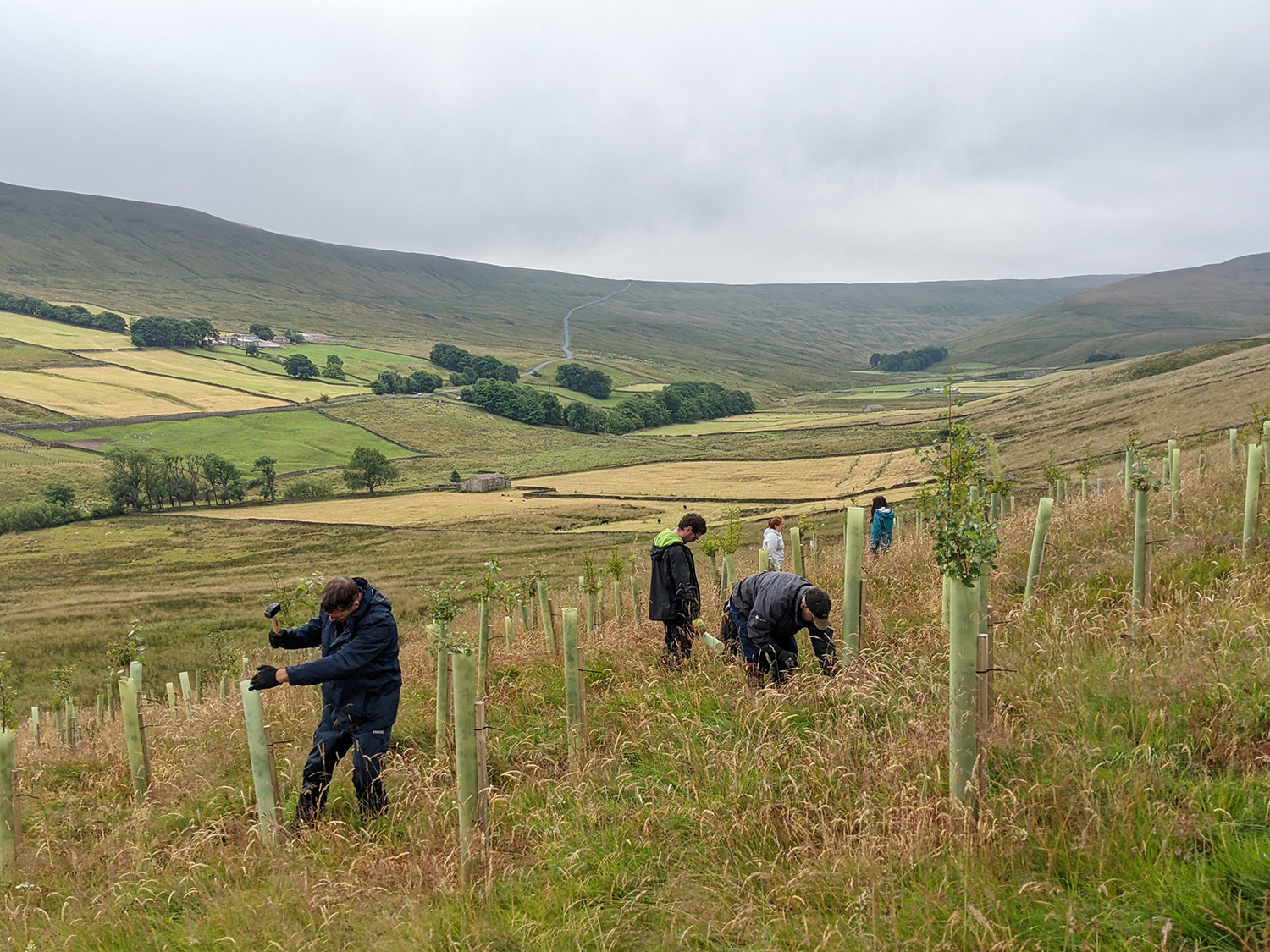Tree planting in the Yorkshire Dales