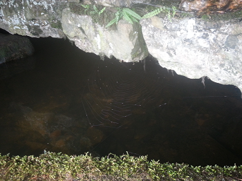 Looking inside Austwick Beck Head cave - note the spider's web!