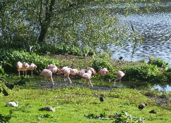 Flamingoes at the Harewood Bird Garden