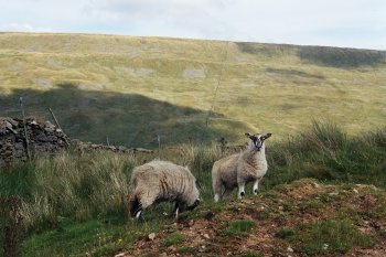 Deepdale, near Dent