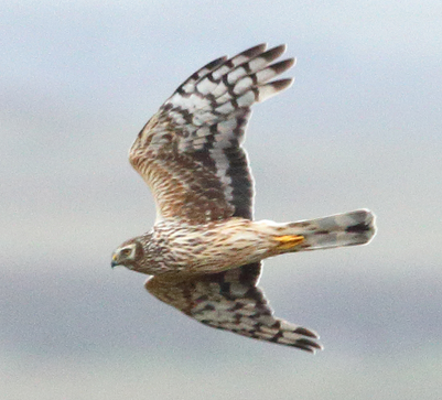 hen harrier in flight