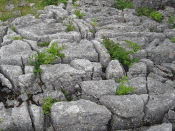 limestone pavement above Malham Cove