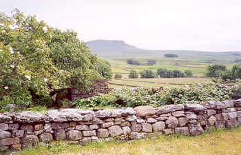 Penyghent - viewed from near Horton in Ribblesdale