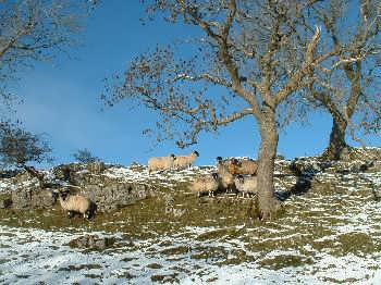 Dales sheep in winter