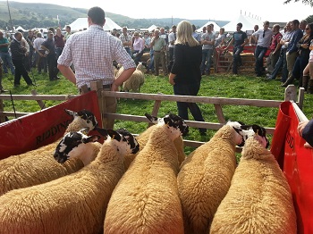 Sheep at the Kilnsey Show