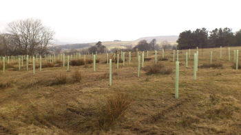 Yorkshire Dales tree planting