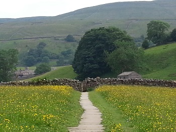 Swaledale flower meadow