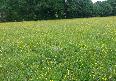 Swaledale flower meadow